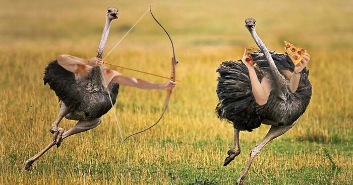 Pájaros con brazos: Internet pone brazos a los pájaros y es imposible no reír