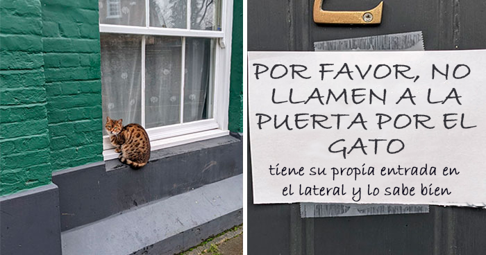 28 Gatos tan audaces que sus dueños tuvieron que poner carteles para avisar a los demás
