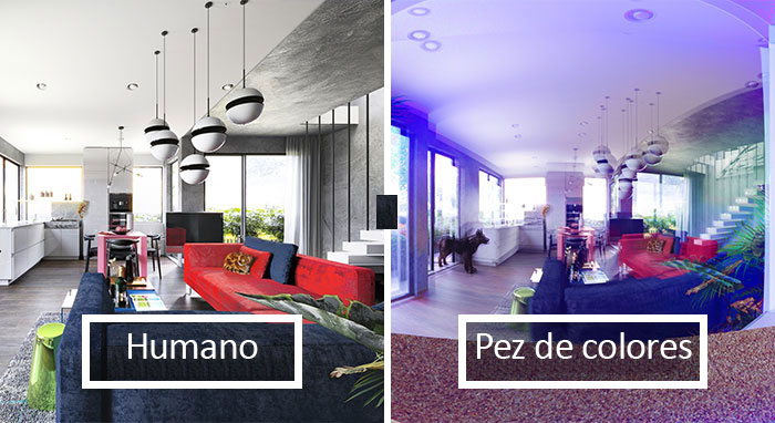 Así es como estas 7 mascotas ven el mundo que les rodea