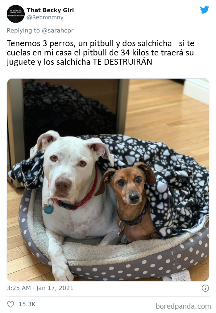30 Tweets By Dachshund Owners About How It Feels To Have Such Personalities As Pets