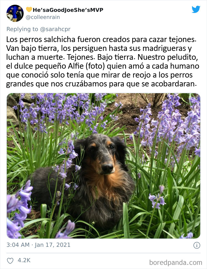 30 Tweets By Dachshund Owners About How It Feels To Have Such Personalities As Pets