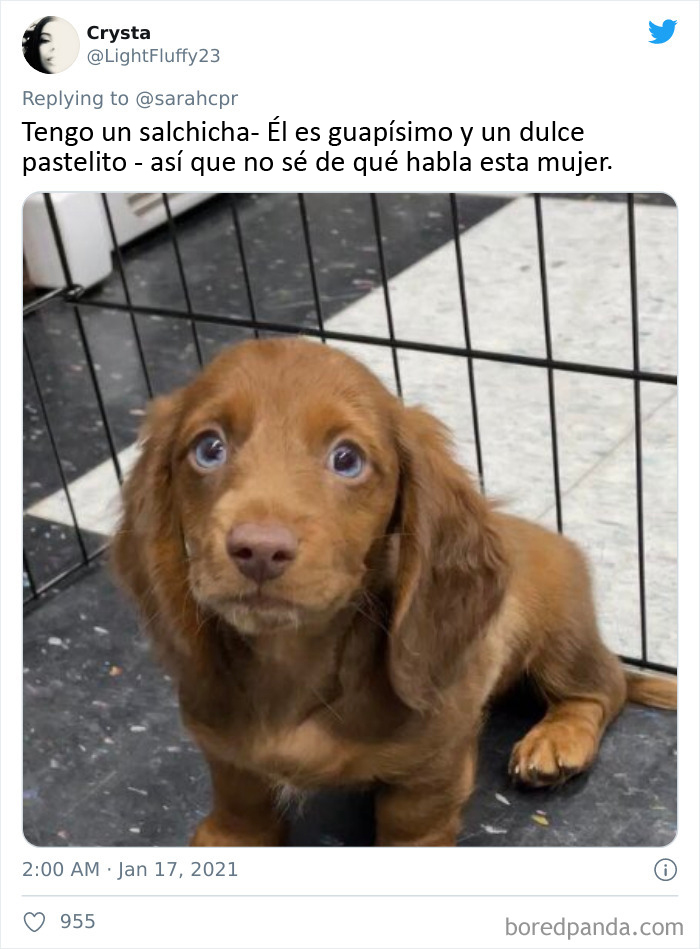 30 Tweets By Dachshund Owners About How It Feels To Have Such Personalities As Pets