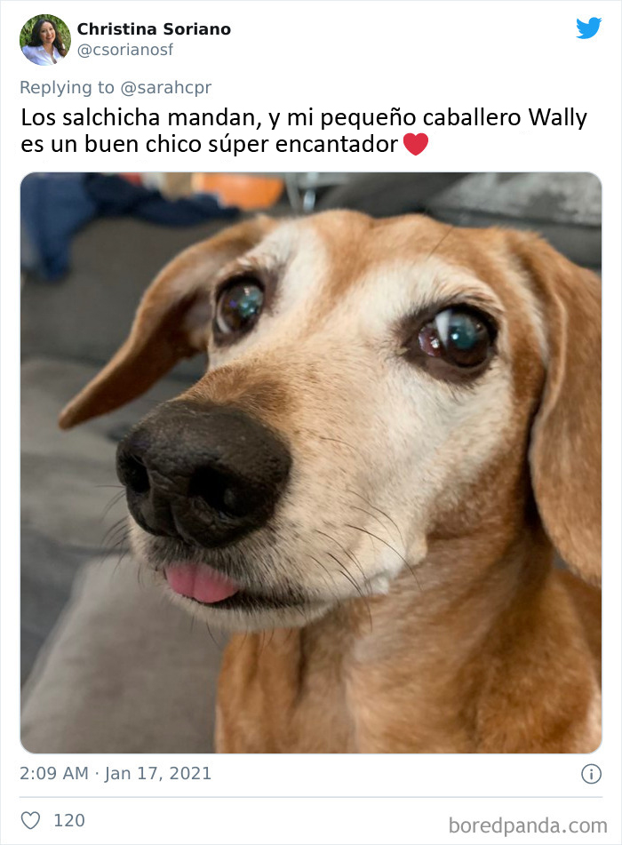 30 Tweets By Dachshund Owners About How It Feels To Have Such Personalities As Pets