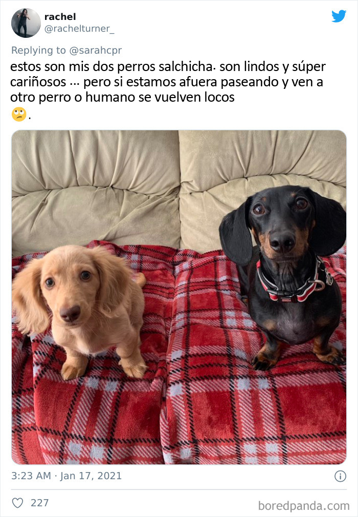 30 Tweets By Dachshund Owners About How It Feels To Have Such Personalities As Pets