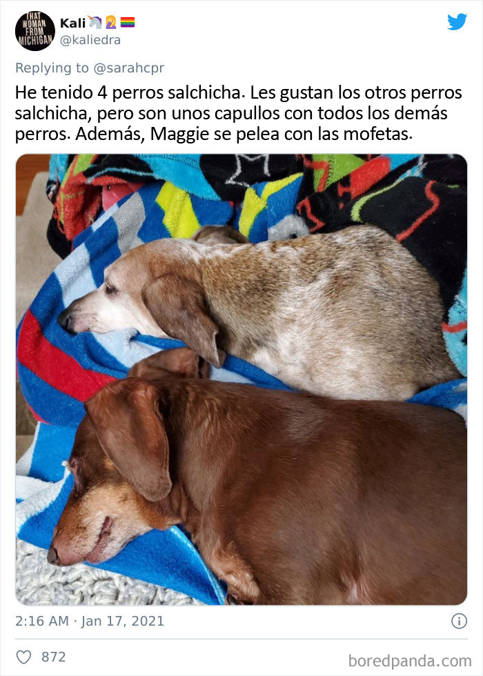 30 Tweets By Dachshund Owners About How It Feels To Have Such Personalities As Pets