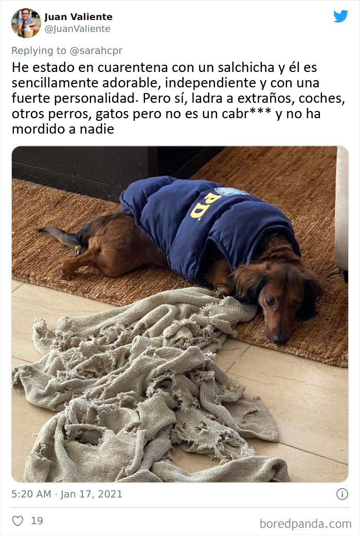 30 Tweets By Dachshund Owners About How It Feels To Have Such Personalities As Pets
