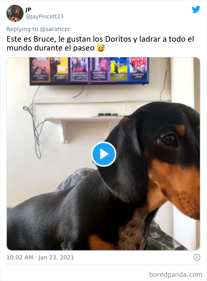 30 Tweets By Dachshund Owners About How It Feels To Have Such Personalities As Pets