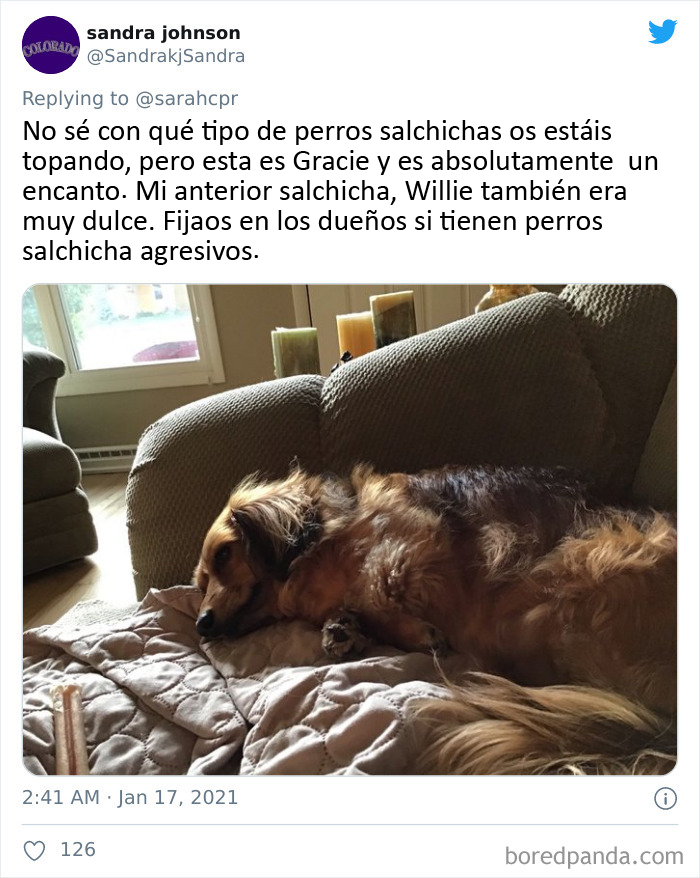30 Tweets By Dachshund Owners About How It Feels To Have Such Personalities As Pets