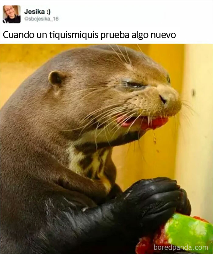 45 Jokes And Memes That Have Picky Eaters Feeling Called Out