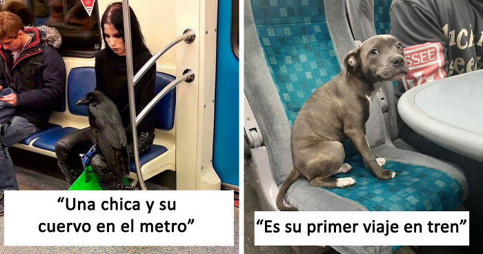 50 Animales viajando que se comportan de forma más civilizada que muchas personas