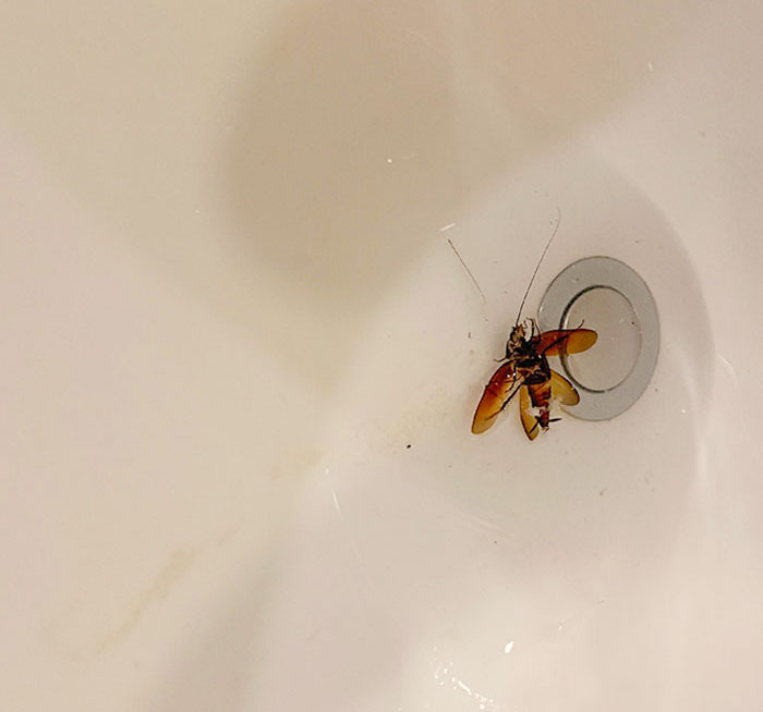 Estaba Bebiendo Agua Medio Dormido De La Botella Que Tengo Junto A La Cama Y Noté Algo Sólido Que Escupí Enseguida