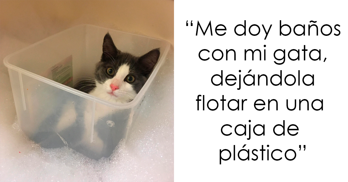 25 Personas comparten cómo condicionaron sin querer a sus mascotas para que aprendieran hábitos o trucos inusuales