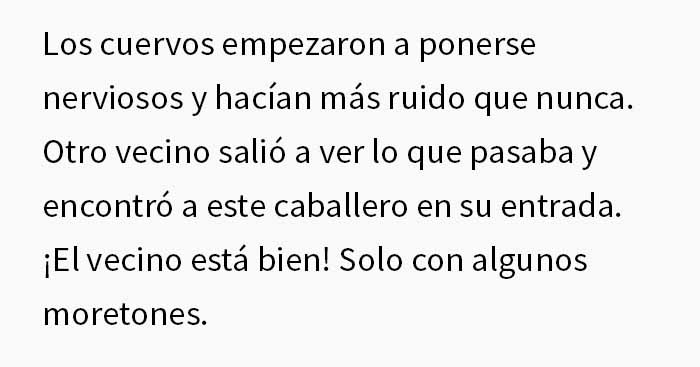 Esta mujer comparte cómo creó un "ejército de cuervos" alimentándolos, y posiblemente salvaron la vida de un vecino