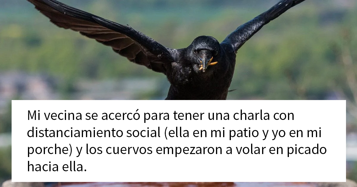 Esta mujer comparte cómo creó un «ejército de cuervos» alimentándolos, y posiblemente salvaron la vida de un vecino