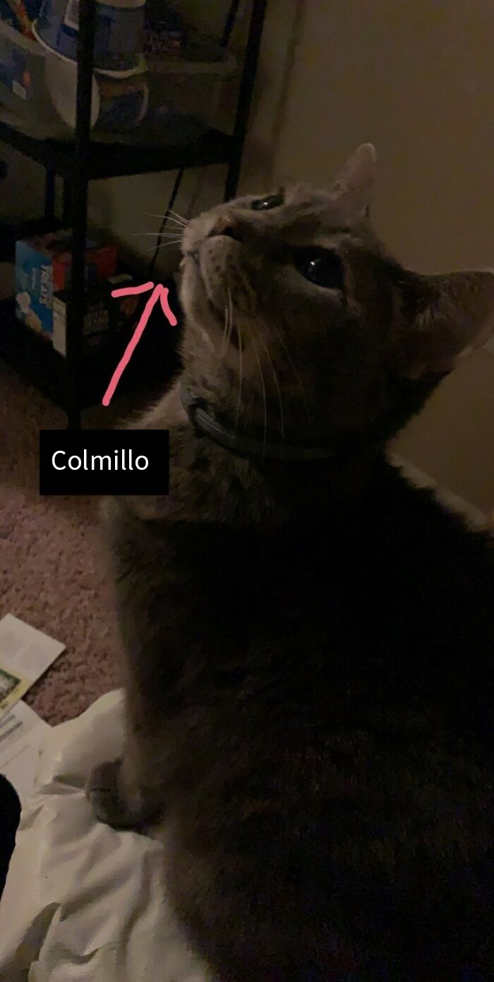 Esta gata silvestre decidió que quería vivir con humanos, así que se autoinvitó a una casa y nunca se fue