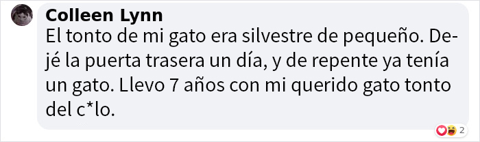 Esta gata silvestre decidió que quería vivir con humanos, así que se autoinvitó a una casa y nunca se fue