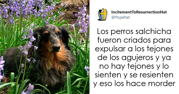 20 Tuits de dueños de perros salchicha contando cómo es tener mascotas con tanta personalidad