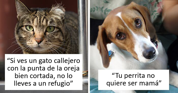 30 Veterinarios comparten información que todos los dueños de mascotas deberían saber