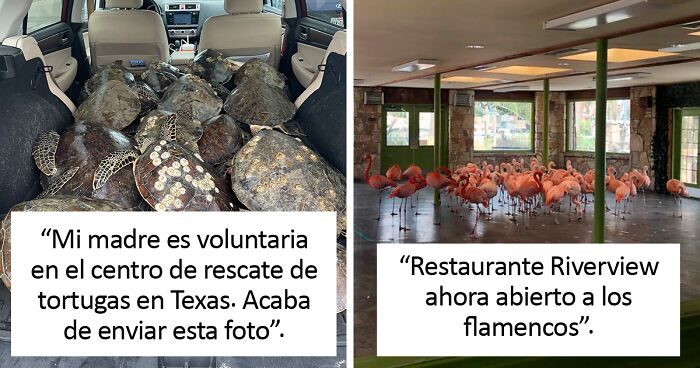 En Texas están resguardando a todo tipo de animales para protegerlos de la ola de frío (19 fotos)