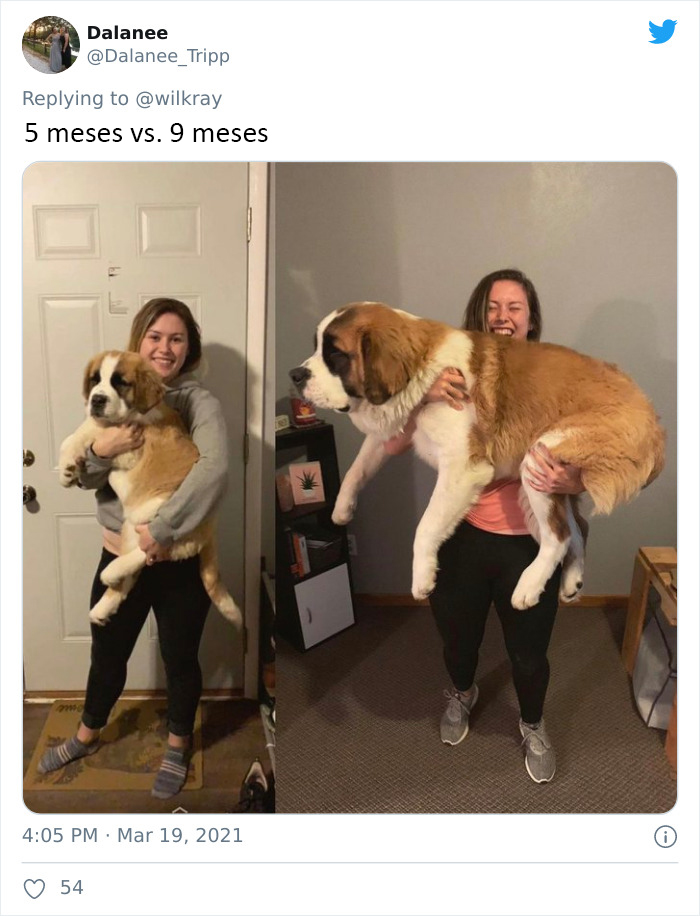 People Are Sharing Sweet 'Then Vs. Now' Photos Of Their Dogs Growing Up Quickly (35 Pics)