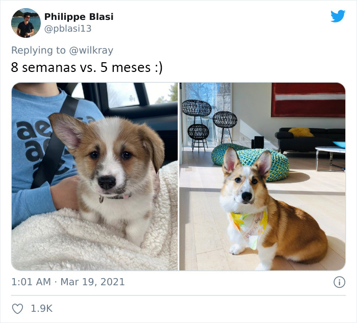 People Are Sharing Sweet 'Then Vs. Now' Photos Of Their Dogs Growing Up Quickly (35 Pics)