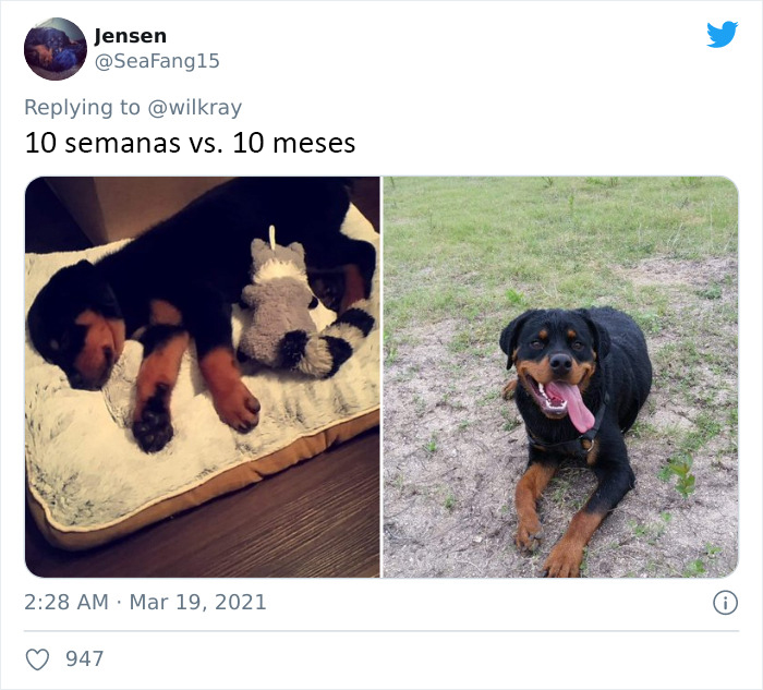 People Are Sharing Sweet 'Then Vs. Now' Photos Of Their Dogs Growing Up Quickly (35 Pics)