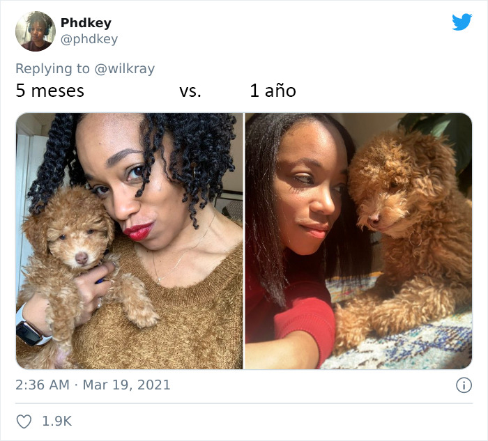 People Are Sharing Sweet 'Then Vs. Now' Photos Of Their Dogs Growing Up Quickly (35 Pics)