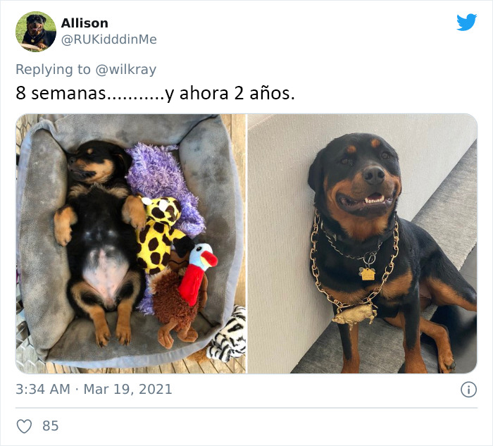 People Are Sharing Sweet 'Then Vs. Now' Photos Of Their Dogs Growing Up Quickly (35 Pics)