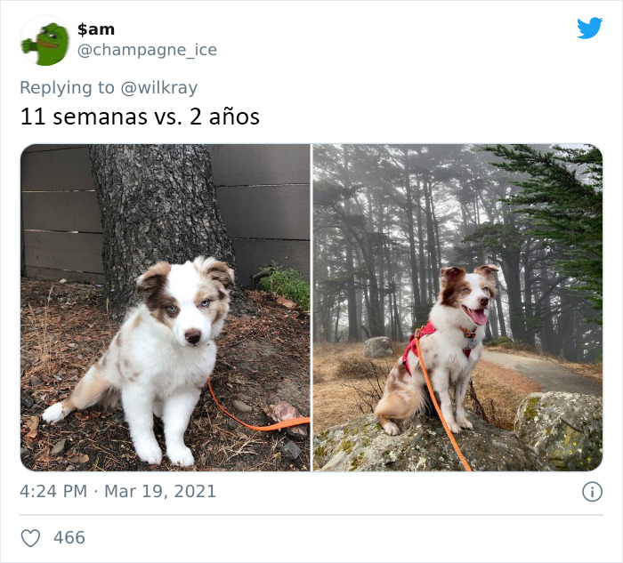People Are Sharing Sweet 'Then Vs. Now' Photos Of Their Dogs Growing Up Quickly (35 Pics)