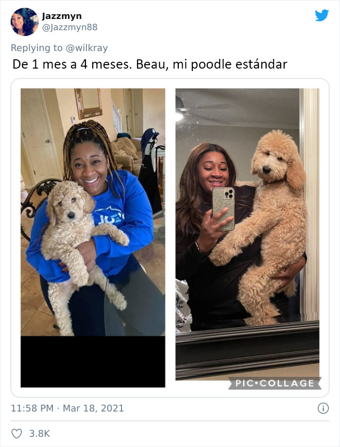 People Are Sharing Sweet 'Then Vs. Now' Photos Of Their Dogs Growing Up Quickly (35 Pics)