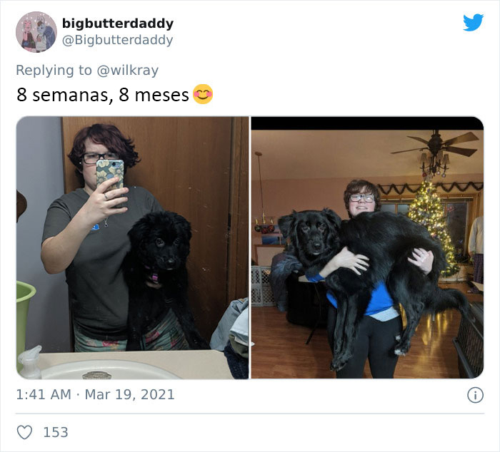 People Are Sharing Sweet 'Then Vs. Now' Photos Of Their Dogs Growing Up Quickly (35 Pics)