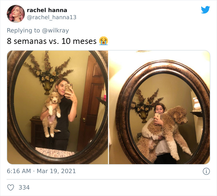 People Are Sharing Sweet 'Then Vs. Now' Photos Of Their Dogs Growing Up Quickly (35 Pics)