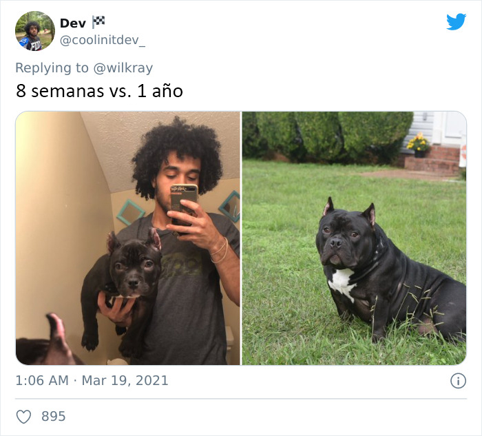 People Are Sharing Sweet 'Then Vs. Now' Photos Of Their Dogs Growing Up Quickly (35 Pics)