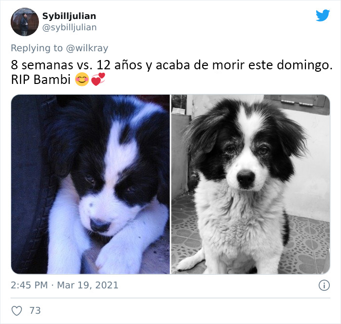 People Are Sharing Sweet 'Then Vs. Now' Photos Of Their Dogs Growing Up Quickly (35 Pics)