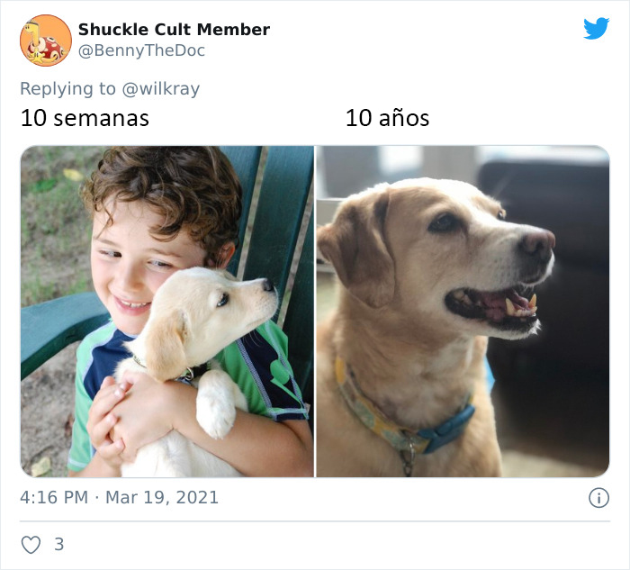 People Are Sharing Sweet 'Then Vs. Now' Photos Of Their Dogs Growing Up Quickly (35 Pics)
