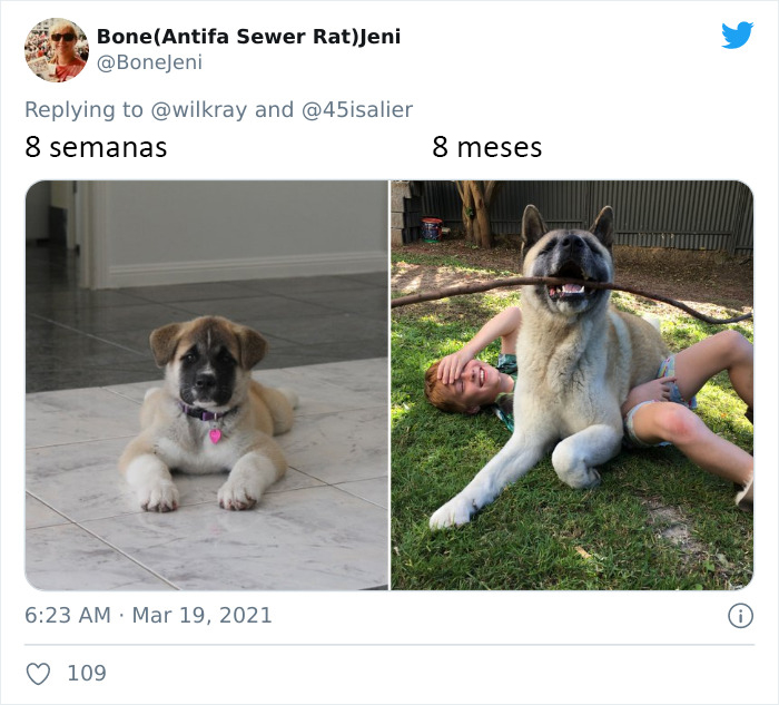 People Are Sharing Sweet 'Then Vs. Now' Photos Of Their Dogs Growing Up Quickly (35 Pics)