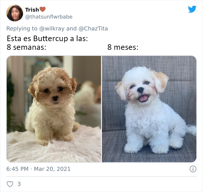 People Are Sharing Sweet 'Then Vs. Now' Photos Of Their Dogs Growing Up Quickly (35 Pics)