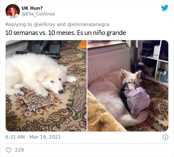 People Are Sharing Sweet 'Then Vs. Now' Photos Of Their Dogs Growing Up Quickly (35 Pics)