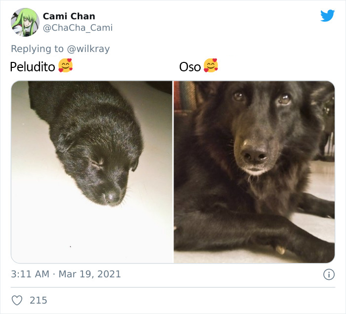 People Are Sharing Sweet 'Then Vs. Now' Photos Of Their Dogs Growing Up Quickly (35 Pics)