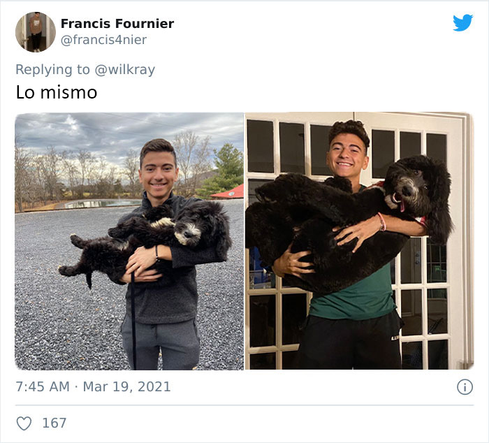 People Are Sharing Sweet 'Then Vs. Now' Photos Of Their Dogs Growing Up Quickly (35 Pics)