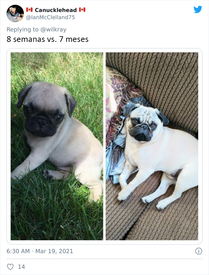 People Are Sharing Sweet 'Then Vs. Now' Photos Of Their Dogs Growing Up Quickly (35 Pics)