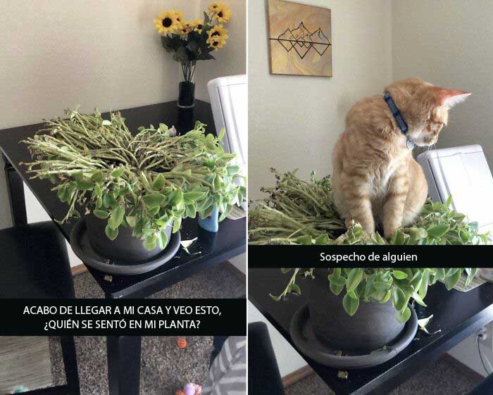 Esta es la segunda planta que mi hijo bastardo Toby ha matado maliciosamente.