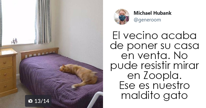 25 Gatos que hacen lo que quieren en estos tuits de «Este es mi gato, pero esta no es mi casa» y «Esta es mi casa, pero este no es mi gato»