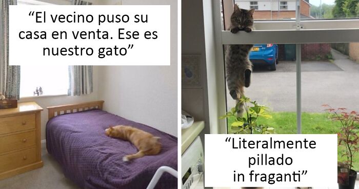 25 Gatos que hacen lo que quieren en estos tuits de «Este es mi gato, pero esta no es mi casa» y «Esta es mi casa, pero este no es mi gato»