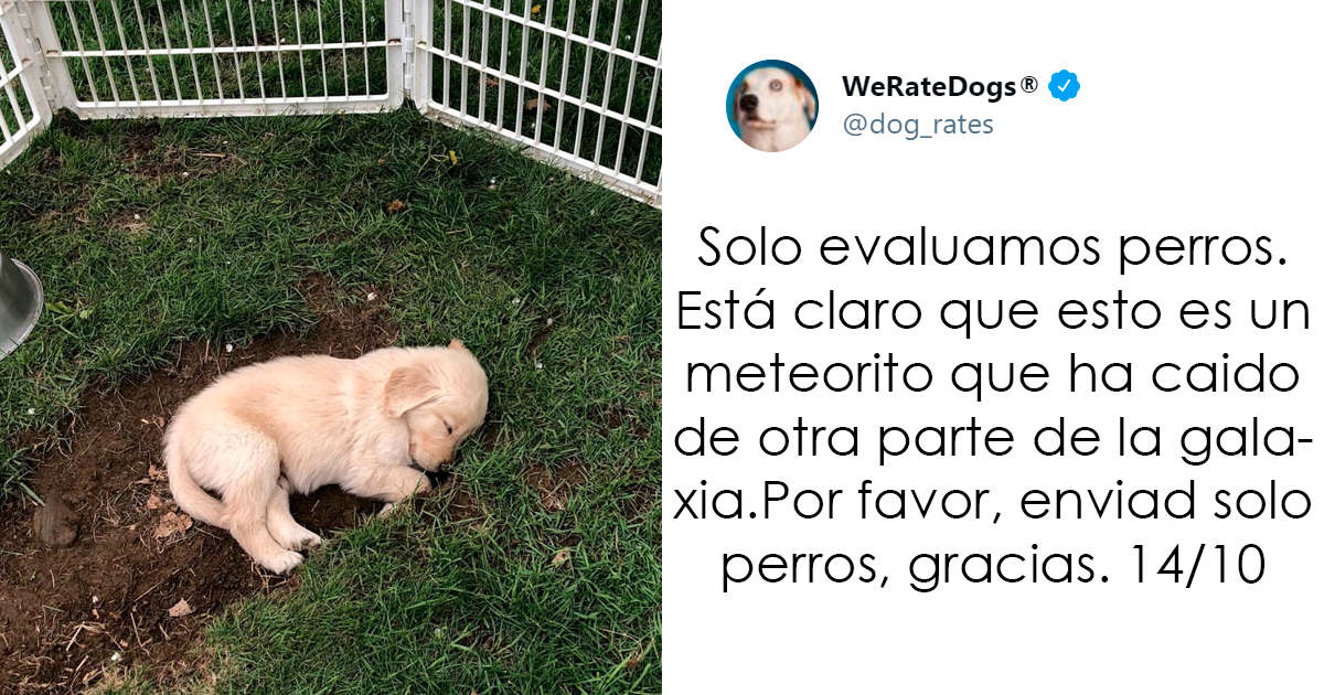 25 Personas que pidieron una valoración de sus perros y recibieron respuestas buenísimas (nuevas fotos)