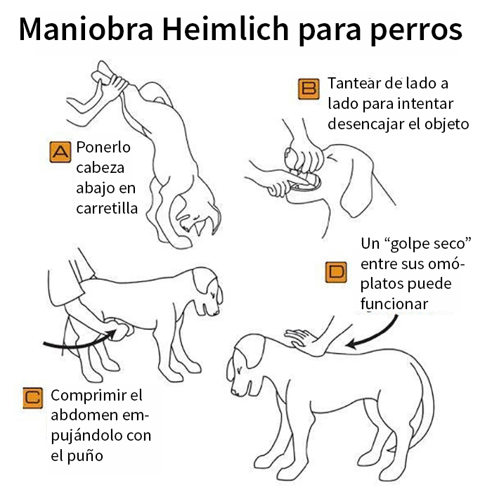 Para todos los amantes de los animales ahí fuera