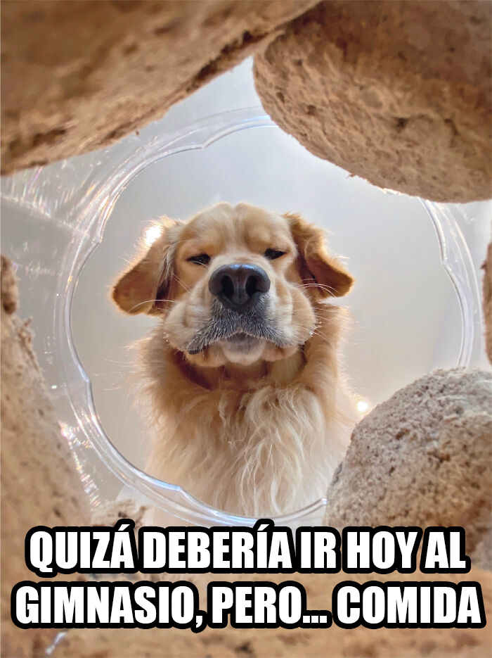 17 Spot-On Funny Pet Memes About Quarantine By Comedy Pet Photo Awards