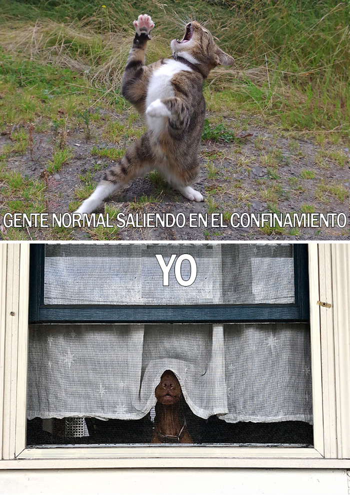 17 Spot-On Funny Pet Memes About Quarantine By Comedy Pet Photo Awards
