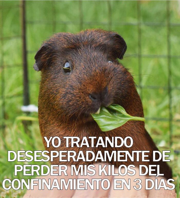 17 Spot-On Funny Pet Memes About Quarantine By Comedy Pet Photo Awards
