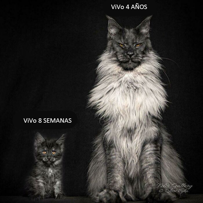 Maine Coon monstruoso